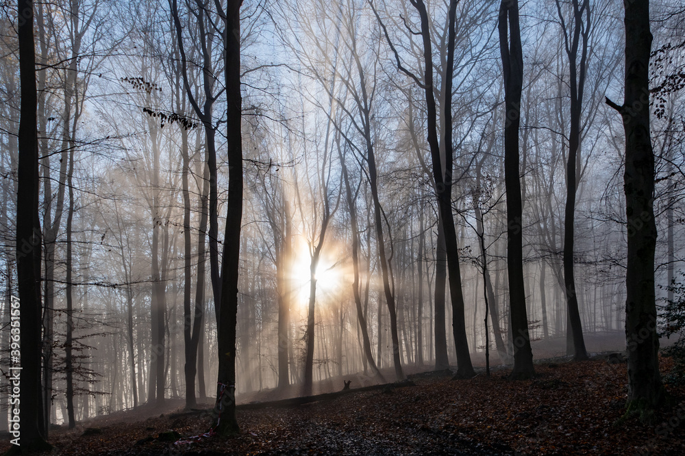 Fototapeta premium Sonnenstrahlen im Frühnebel