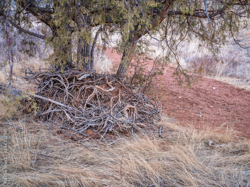 Obraz premium juniper tree and a pile of driftwood at a dry bottom of sand wash - a memory of flowing water in Red Mountain Open Space in northern Colorado