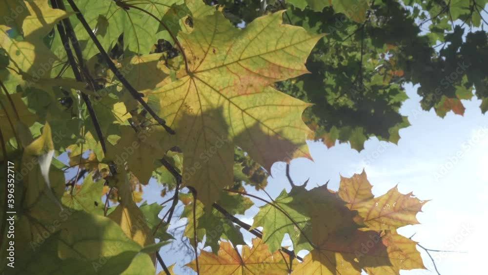autumn bright yellow maple leaves flutter in the wind, against the backdrop of a clear sky autumn bright yellow maple leaves flutter in the wind, against the backdrop of a clear sky