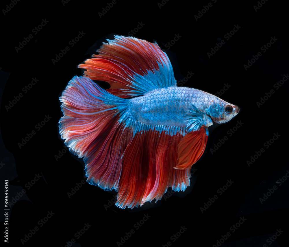 Beautiful red and blue siamese fighting fish, betta fish isolated on Black background.Crown tail Betta in Thailand. Beautiful red and blue siamese fighting fish, betta fish isolated on Black background.Crown tail Betta in Thailand.