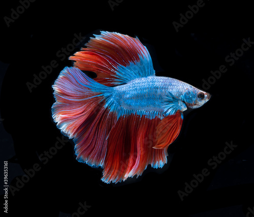 Beautiful red and blue siamese fighting fish, betta fish isolated on Black background.Crown tail Betta in Thailand. © alexzeer