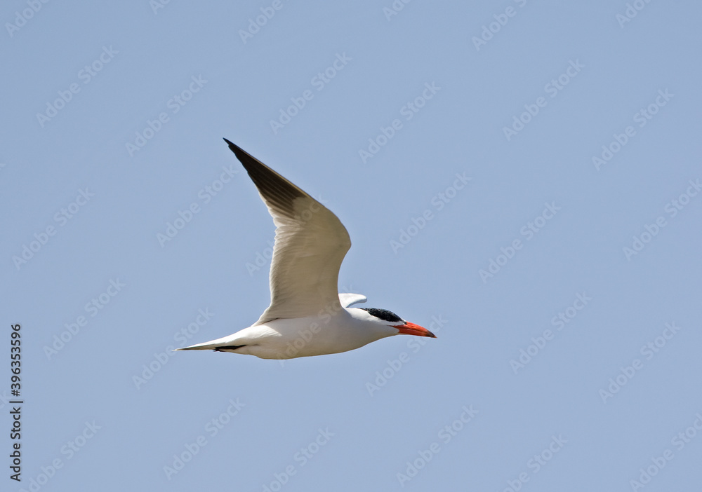 Caspian Tern, Reuzenstern, Hydroprogne caspia Caspian Tern, Reuzenstern, Hydroprogne caspia