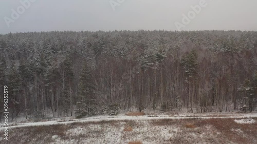 Wallpaper Mural Snow cover over the forest. Snowfall over the coniferous forest. Torontodigital.ca