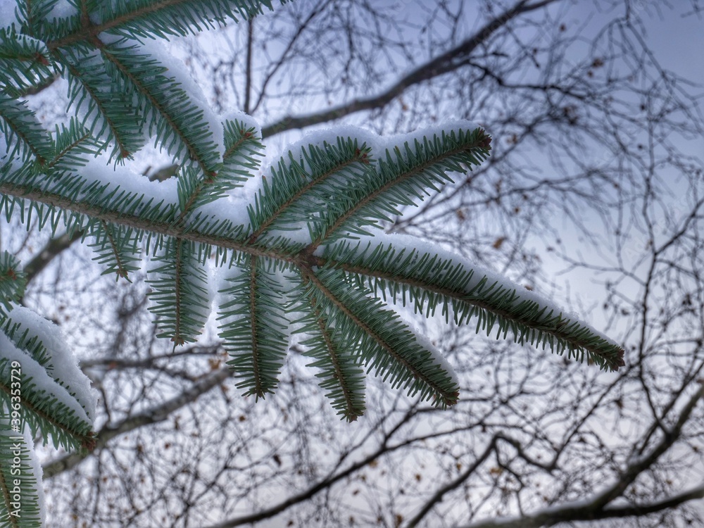 Naklejka premium pine tree branches