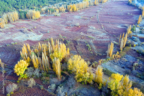 Spain, Cuenca, Wicker cultivation in Canamares in autumn photo