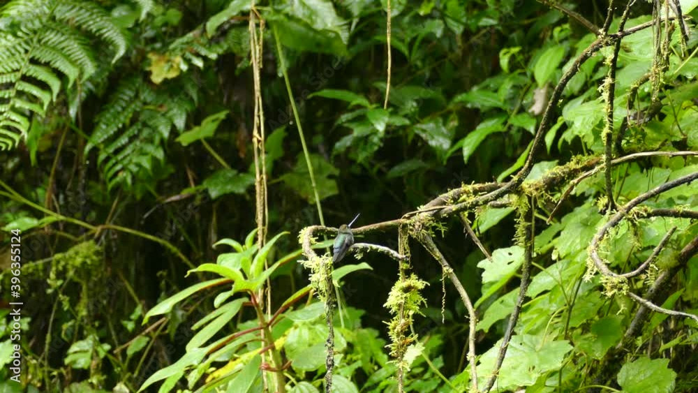 Cute little colibri sitting on a branch in exotic colorful green forest Cute little colibri sitting on a branch in exotic colorful green forest