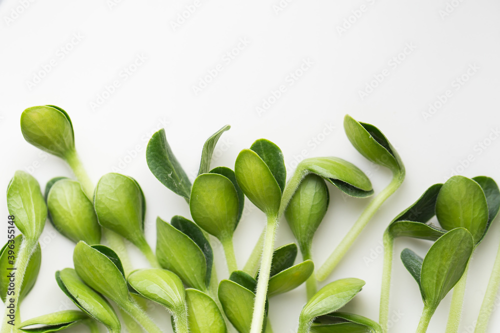 Obraz premium Pumpkin microgreens. Sprouting Microgreens. Seed Germination at home.