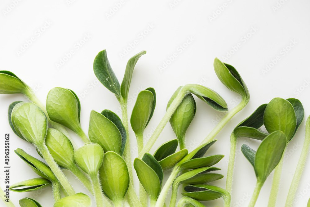 Fototapeta premium Pumpkin microgreens. Sprouting Microgreens. Seed Germination at home.