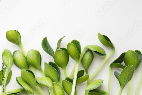 Fototapeta Naklejka Na Ścianę i Meble -  Pumpkin microgreens. Sprouting Microgreens. Seed Germination at home.