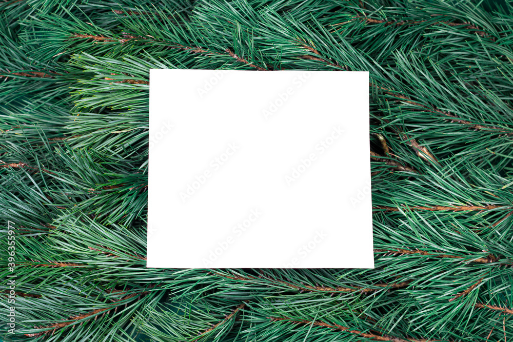 Christmas tree background with white paper. Evergreen branches frame. Spruce branches holyday backdrop. Christmas decoration. Christmas tree background with white paper. Evergreen branches frame. Spruce branches holyday backdrop. Christmas decoration.