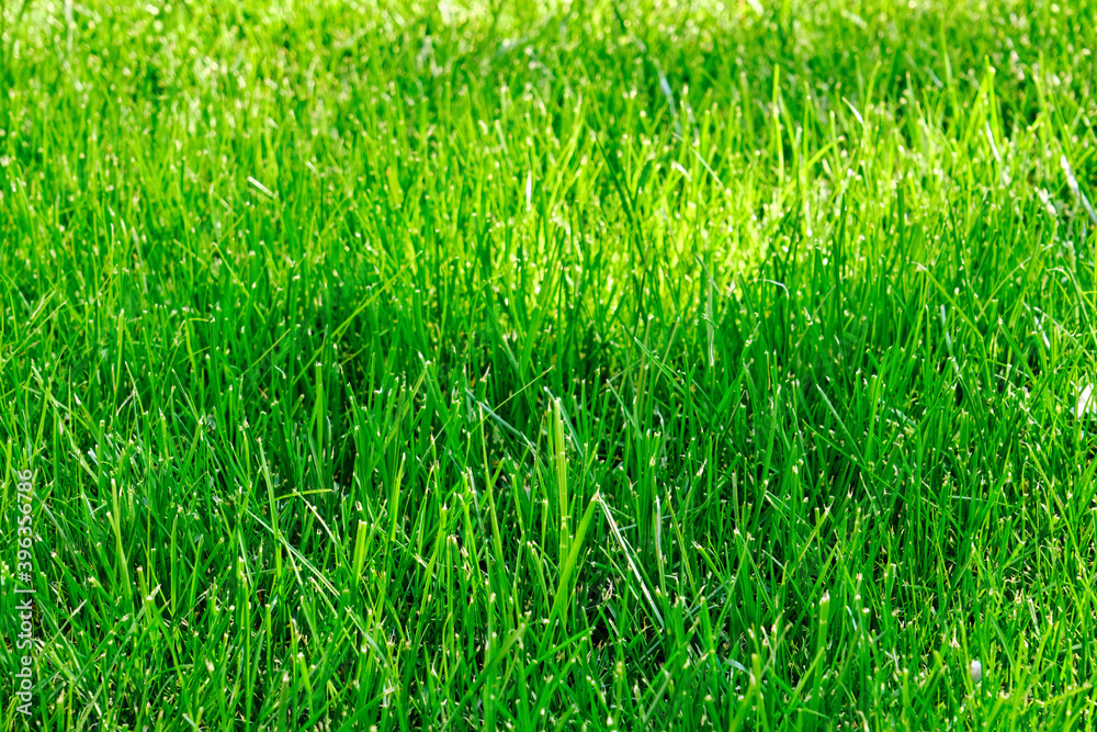 Obraz premium Green grass texture background backdrop on a sunny day