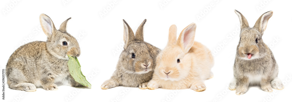 Obraz gray and red rabbit on a white background