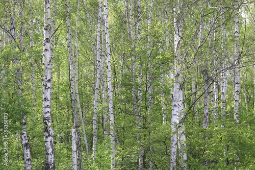 Fototapeta Naklejka Na Ścianę i Meble -  Young birch with black and white birch bark in spring in birch grove against the background of other birches
