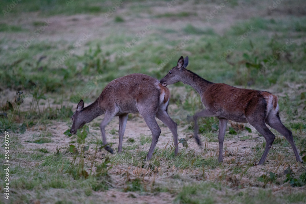 Fototapeta premium The red deer (Cervus elaphus)