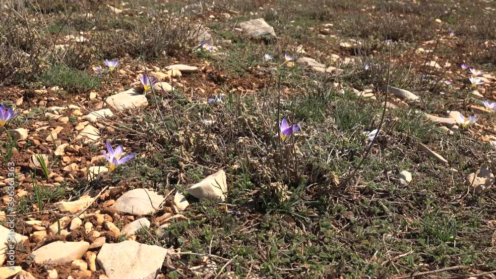 Natural Wild Real Crocus Flower.Crocus, crocuses, croci is a genus of flowering plants in the iris family comprising of perennials growing from corms. Many are cultivated for their flowers appearing. Natural Wild Real Crocus Flower.Crocus, crocuses, croci is a genus of flowering plants in the iris family comprising of perennials growing from corms. Many are cultivated for their flowers appearing.