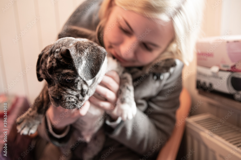 Cute French bulldog puppy cuddles on the lap of his young blonde owner Cute French bulldog puppy cuddles on the lap of his young blonde owner