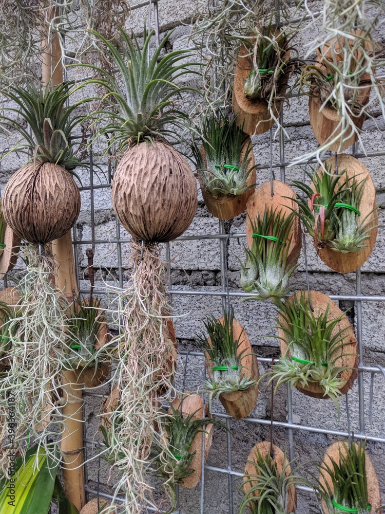 Decorative air plants. Spanish moss air plant (Tillandsia Usneoides 'Spanish Moss') and