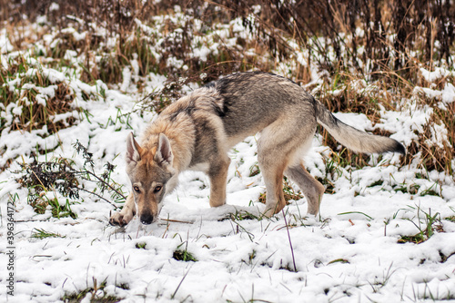 Szczeniak wilczaka w zimowym lesie