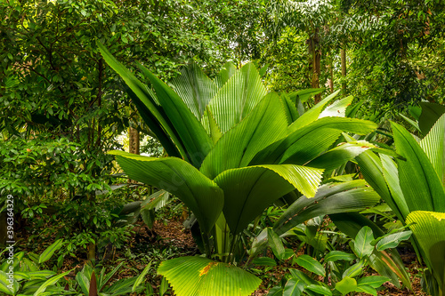 A broad leaf evergreen plant in the Botanical Gardens in Singapore, Asia photo