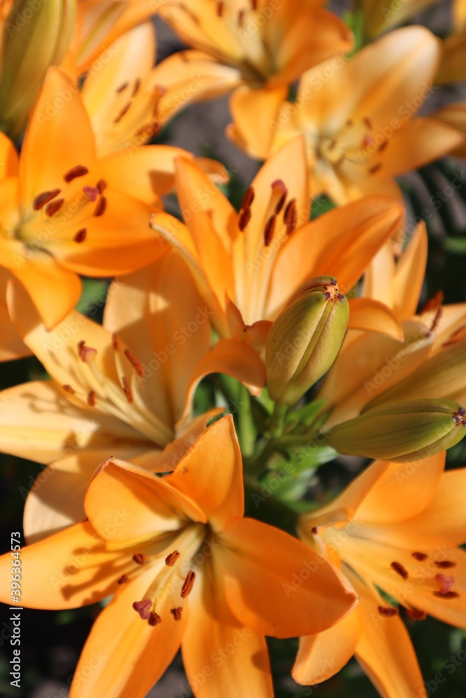 Fototapeta premium Bouquet of orange lilies. Flower background, flower landscape, gardening as a hobby. 