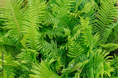 close up leaf of fern Matteúccia struthiópteris