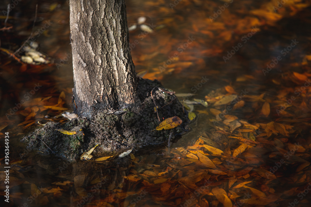 tree above pond full of autumn leaves tree above pond full of autumn leaves