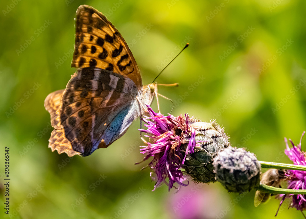 Macro of a beautiful fritillary butterfly on a flower Macro of a beautiful fritillary butterfly on a flower