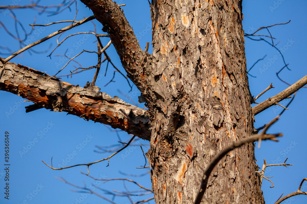 Pine tree trunk against blue sky, flora Pine tree trunk against blue sky, flora