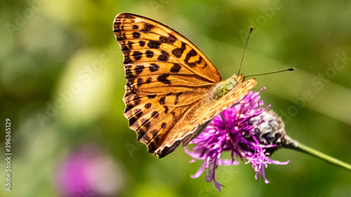 Macro of a beautiful fritillary butterfly on a flower © Martin Erdniss