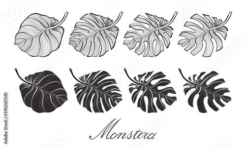 collection of black and white leaves monstera isolated on white background vector illustration