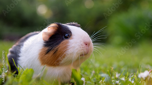 Guinea pig eating grass in a meadow