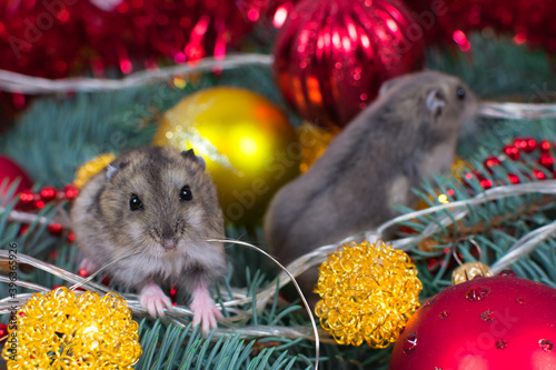 Dzungarian hamster on the branches of a Christmas tree against the background of garlands and new toys. New Years concept.