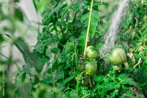 Green wet tomatoes in the greenhouse