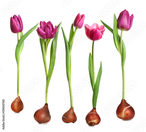 Set of tulips with bulbs on white background #396367165