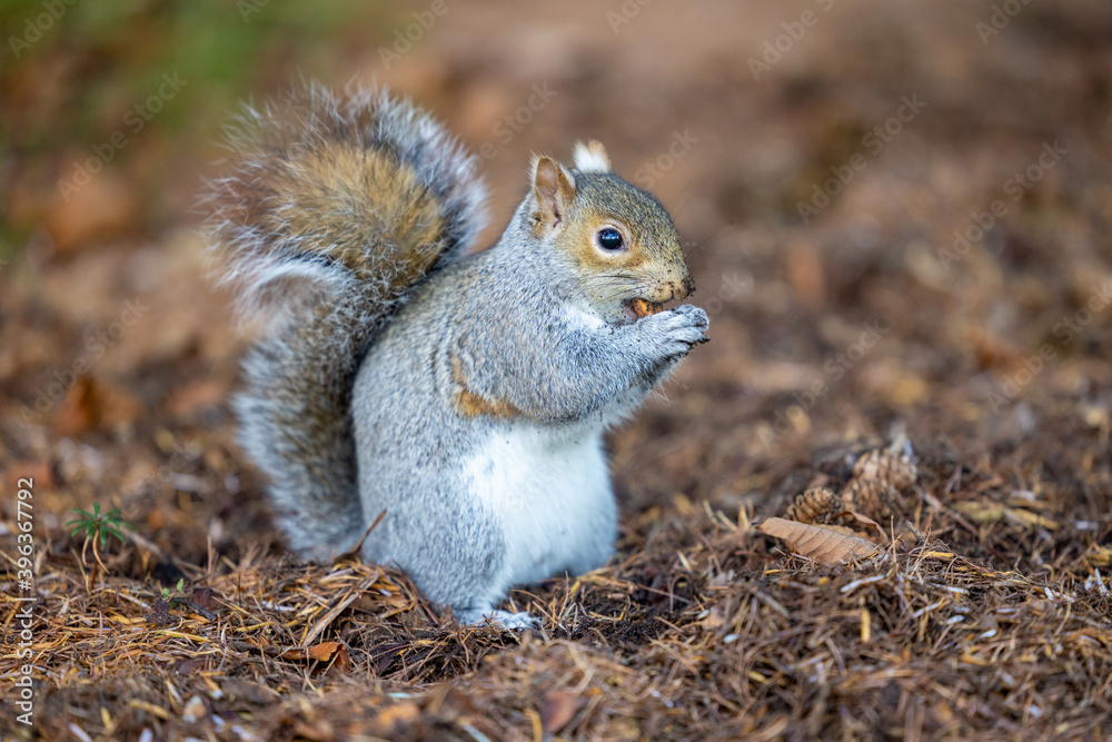 Squirrel nibbling a small peanut Squirrel nibbling a small peanut