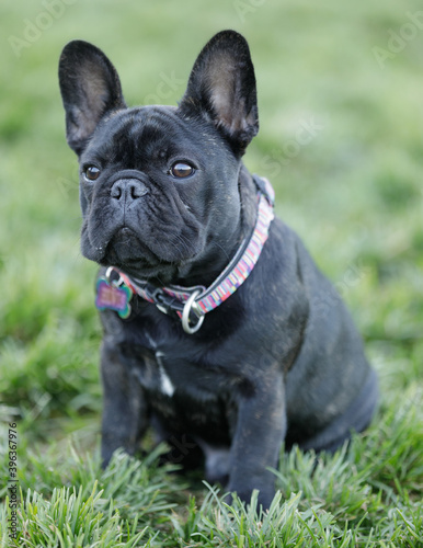 5-Month-Old Brindle Frenchie Puppy Male Sitting and Looking Up. Off-leash dog park in Northern California. © Yuval Helfman