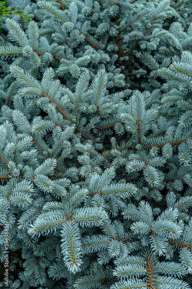 Blue spruce, or prickly spruce (Latin Pīcea pūngens), is a tree; a species of the genus Spruce.