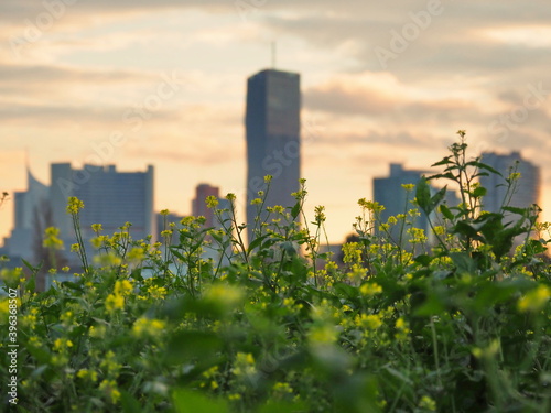 Blumen vor Skyline