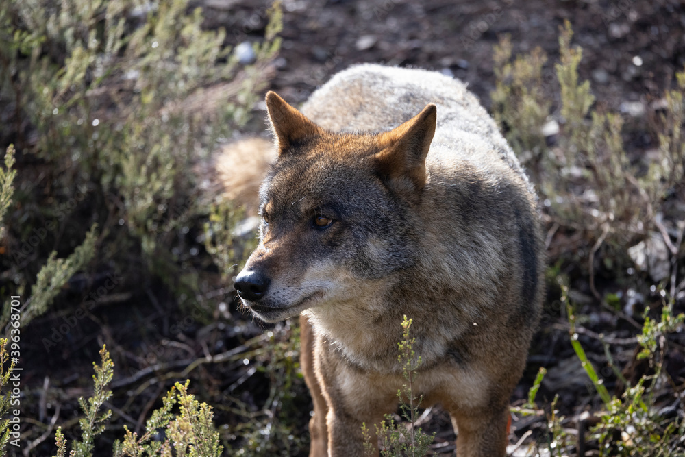 Fototapeta premium Lobo ibérico entre vegetación 