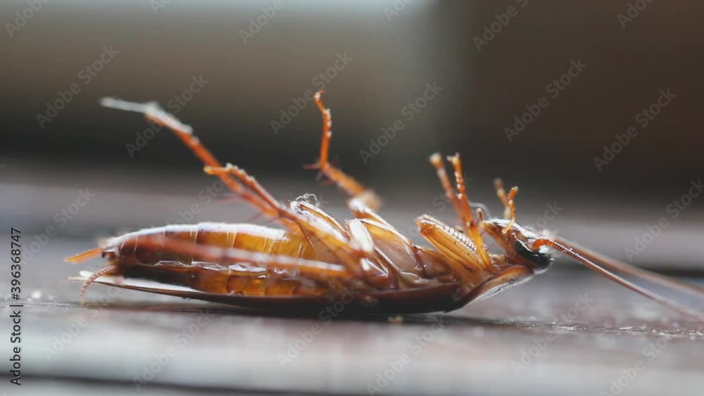 insect repellent. dying cockroach close up. insecticide and pesticide