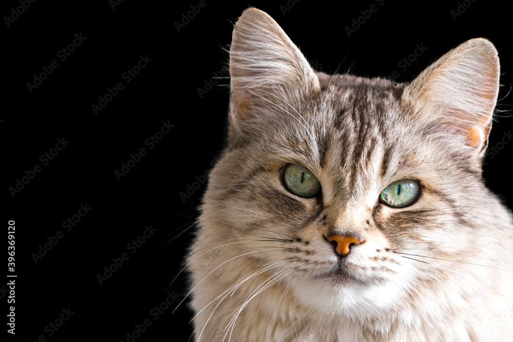 Pretty silver cat face of siberian breed on a black background