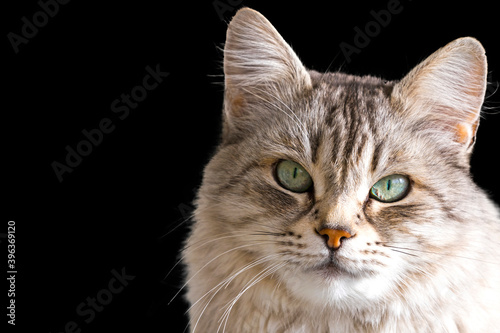 Pretty silver cat face of siberian breed on a black background © Massimo Cattaneo