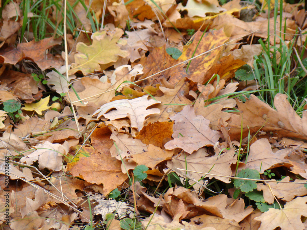 fallen autumn leaves. The nature of the island of Khortytsia