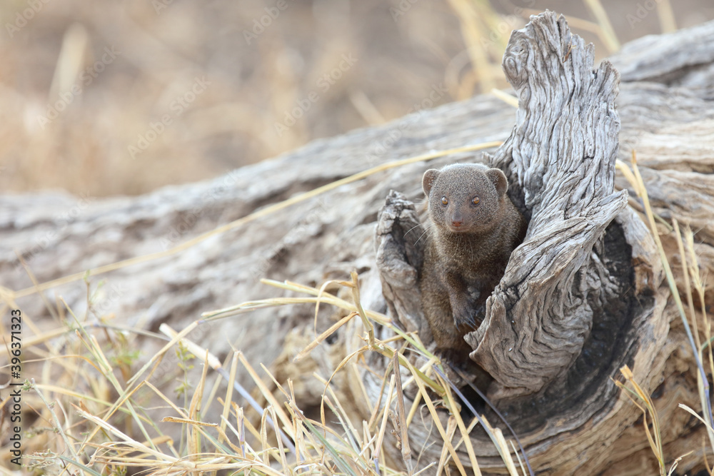 Obraz premium Südliche Zwergmanguste / Dwarf Mongoose / Helogale parvula