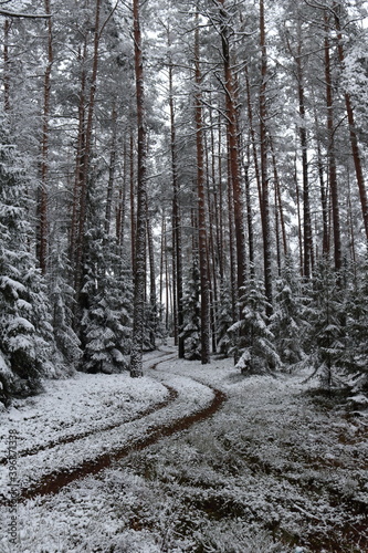 Forest road covered with snow