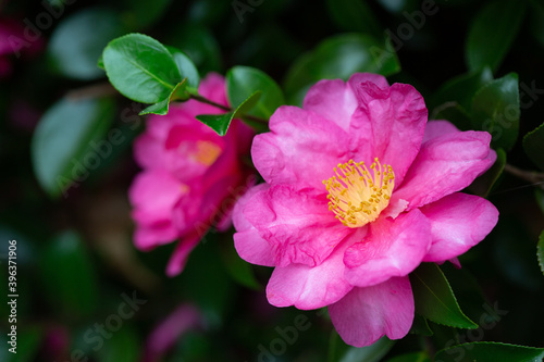 pink camellia sasanqua flowers photo