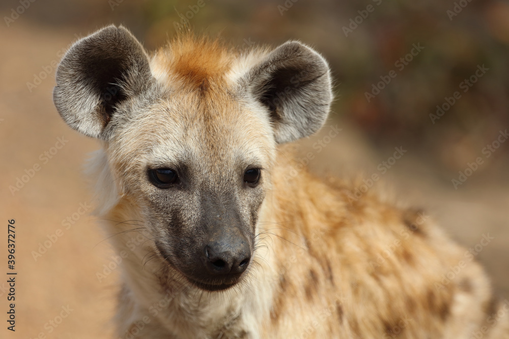 Tüpfelhyäne / Spotted Hyaena / Crocuta crocuta. Tüpfelhyäne / Spotted Hyaena / Crocuta crocuta.