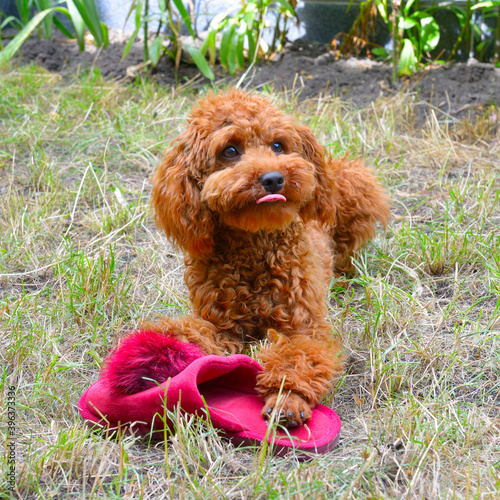 Funny toy poodle plays with slippers.