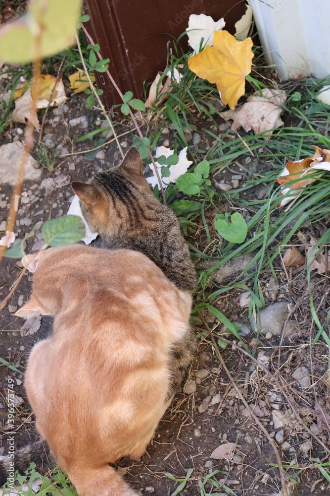 two cats playing in the garden two cats playing in the garden