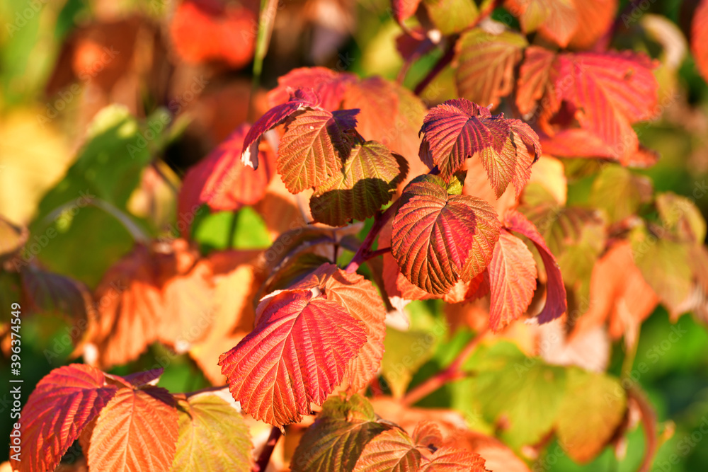 Obraz premium Beautiful red autumn raspberry leaves in the garden